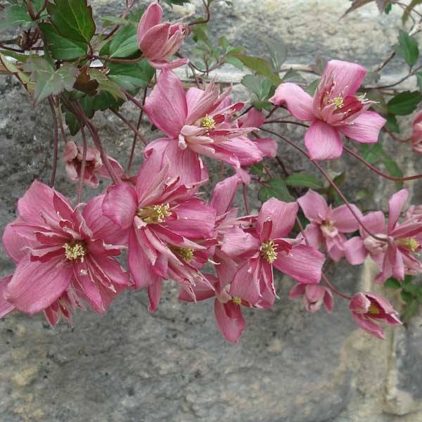 Clématite - Clematis montana Broughton Star Pot de 2L/3L