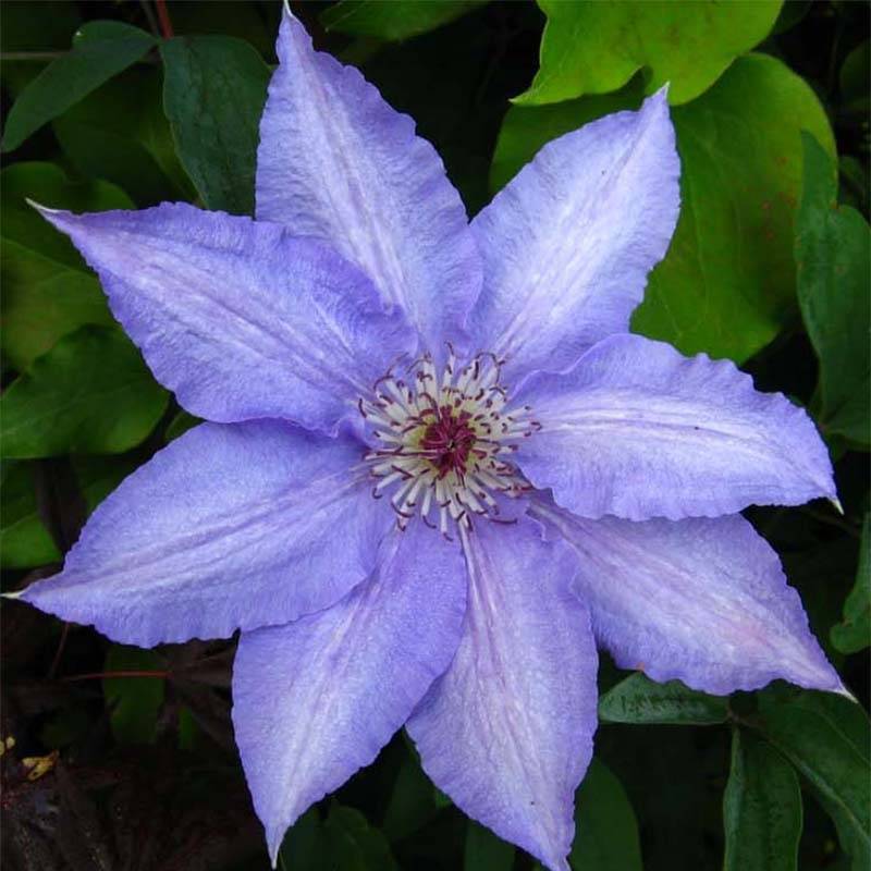 Clématite - Clematis Alice Fisk Pot de 2L/3L