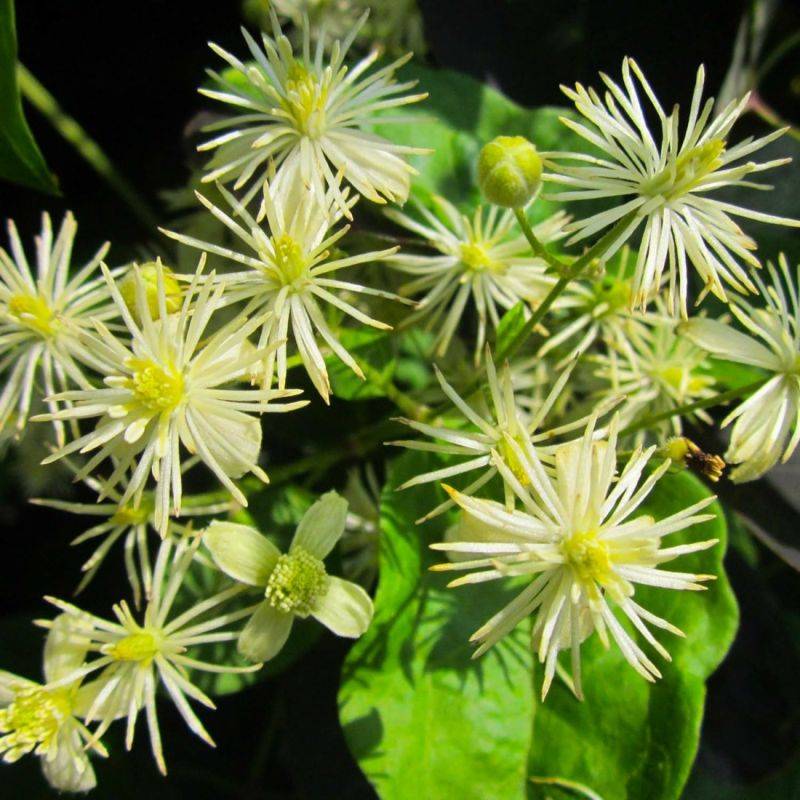 Clématite des haies (Clematis vitalba) - Godet - Taille 10cm - Pépinières Naudet