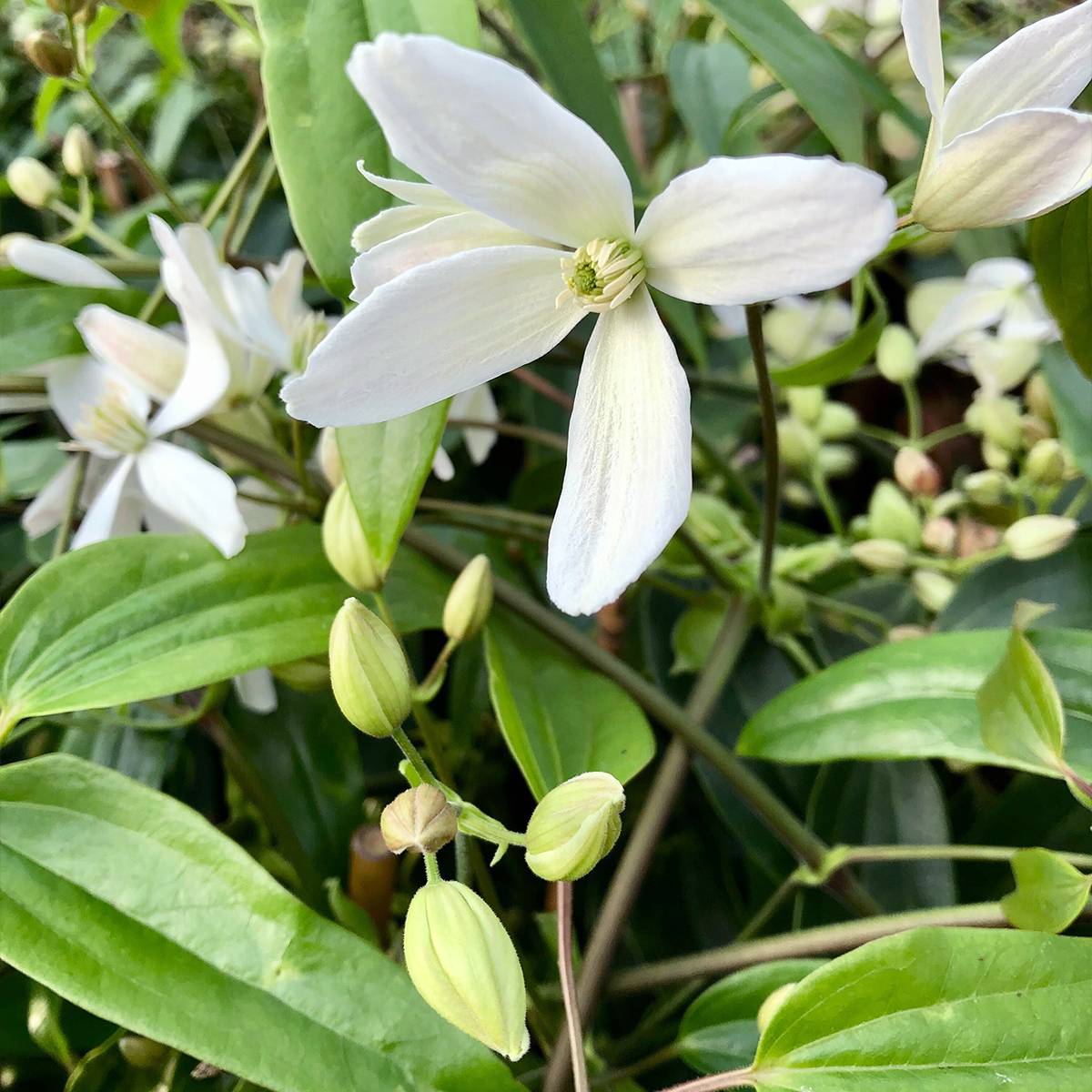 Clématite - Clematis armandii Pot de 2L/3L