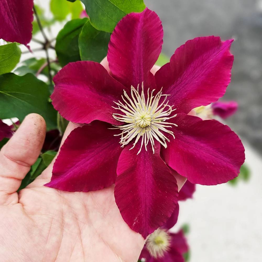 Clématite Elpis™ 'EviGsy154' à fleurs Rouge - feuillage Caduc - Pot de 1,5L - Tuteur bambou 30/60 cm- hauteur à maturité De 1,00 m à 1,50 m