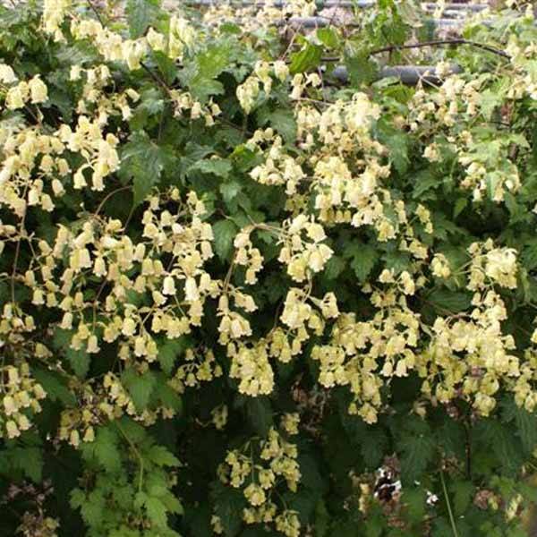 Clématite - Clematis rehderiana Pot de 2L/3L