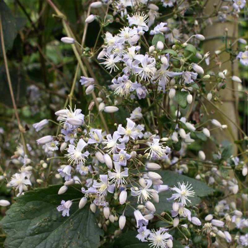 Clématite - Clematis jouiniana Robert Brydon Pot de 2L/3L