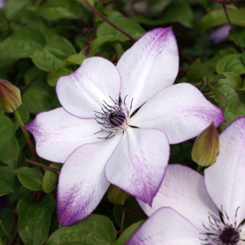 Clématite - Clematis Fond Memories Pot de 2L/3L