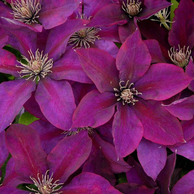 Clématite Picardy™ 'Evipo024' à fleurs Rouge - feuillage Caduc - Pot de 1,5L - Tuteur bambou 30/60 cm- hauteur à maturité De 1,00 m à 1,50 m