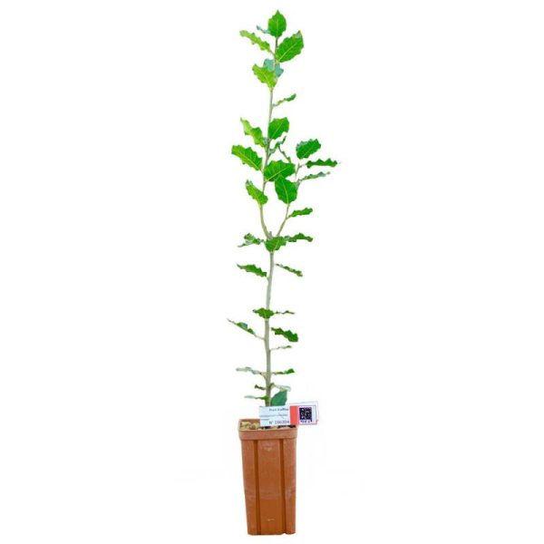 Chêne vert de 2 ans – Pépinière de Puymege – Plant truffier mycorhizé à la truffe du Périgord – Tuber mélanosporum Chêne vert de 2 ans – Pépinière de Puymege – Plant truffier mycorhizé à la truffe du Périgord – Tuber mélanosporum