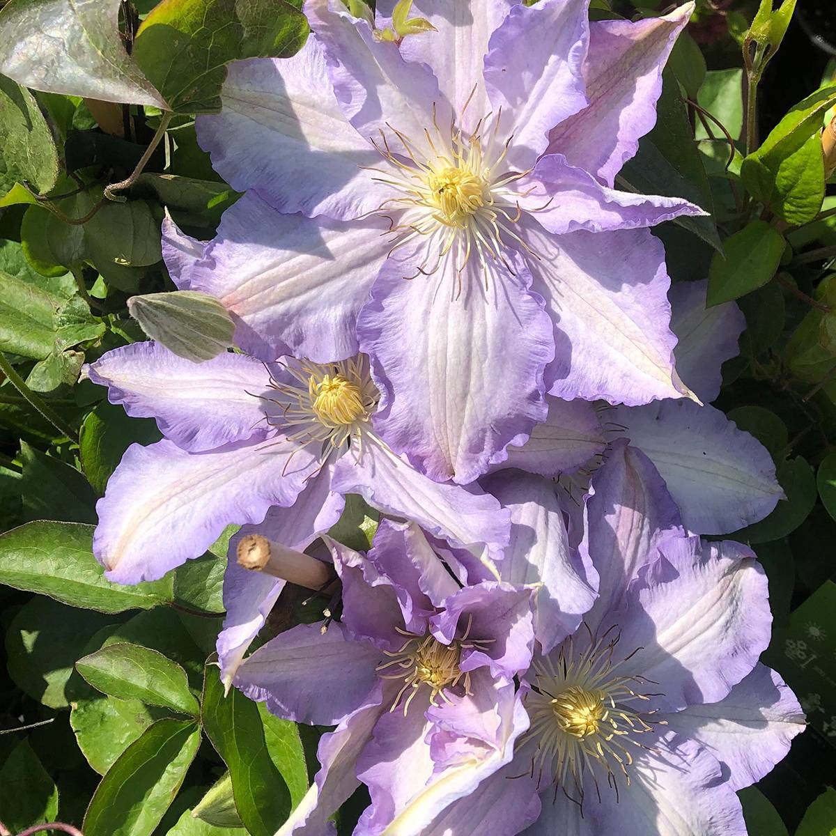 Clématite - Clematis Thyrislund Pot de 1,5L/2L