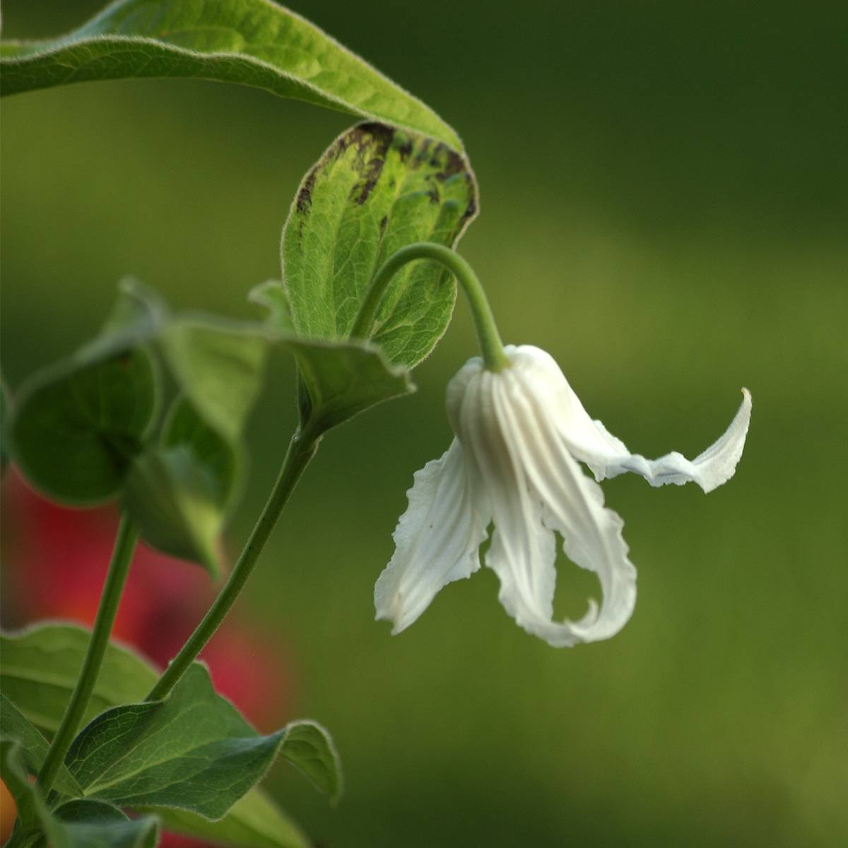 Clématite - Clematis integrifolia Hakuree Pot de 2L/3L
