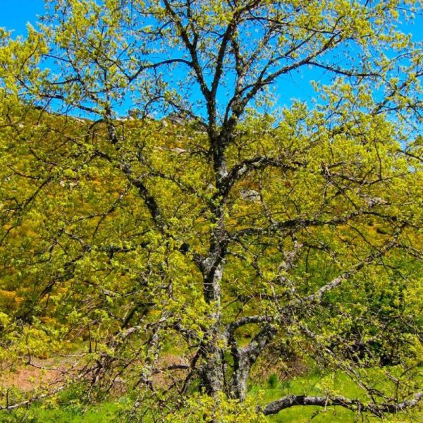 Chêne tauzin (Quercus toza) – Godet – Taille 20/40cm – Pépinières Naudet Chêne tauzin (Quercus toza) – Godet – Taille 20/40cm – Pépinières Naudet
