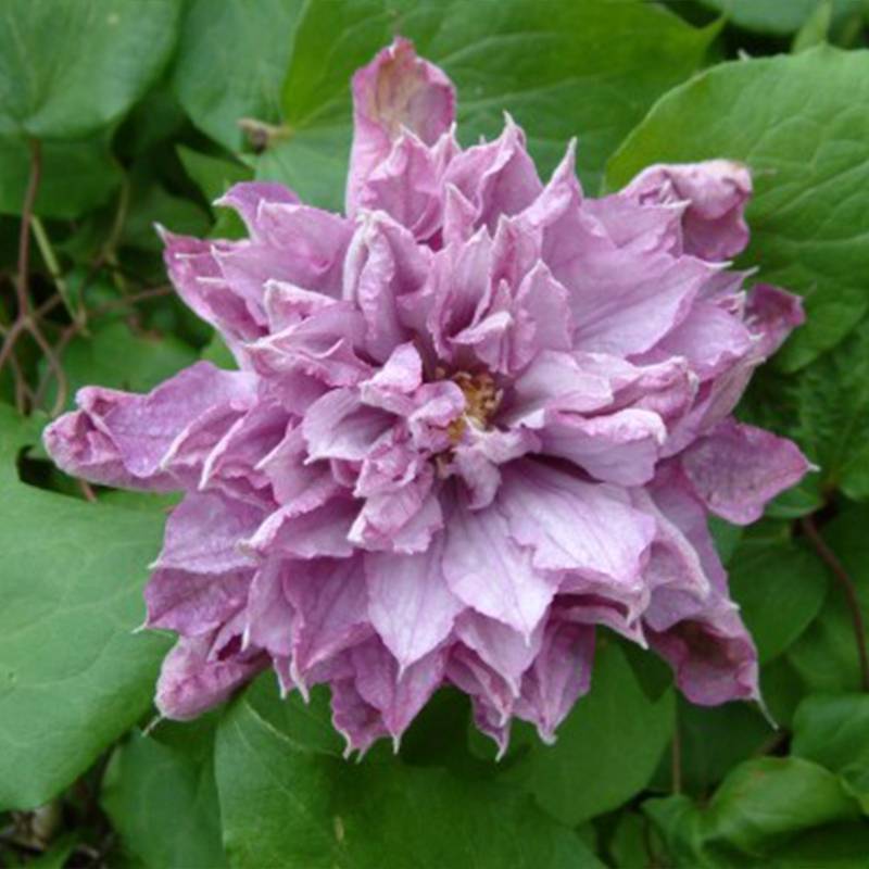 Clématite - Clematis Proteus Pot de 2L/3L