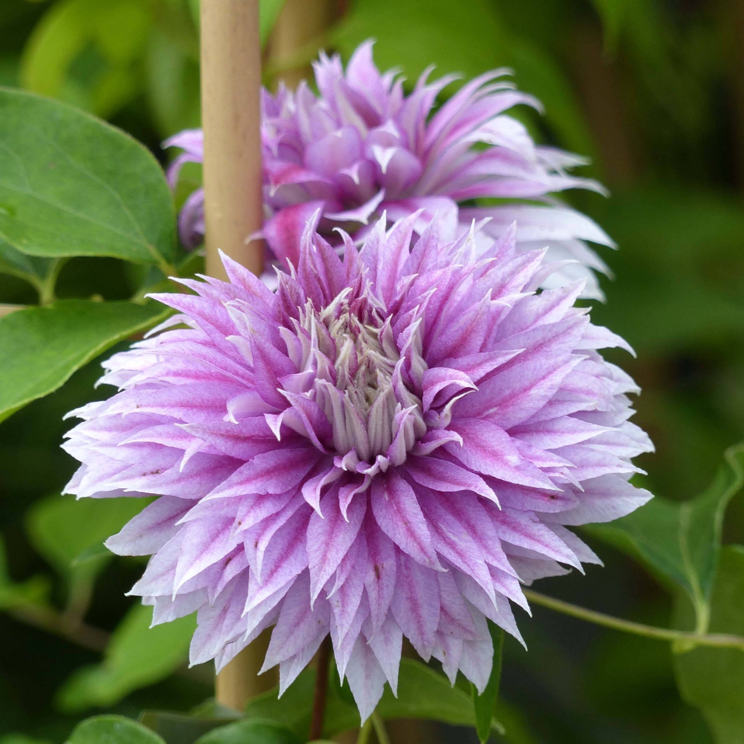 Clématite - Clematis Josephine Pot de 2L/3L