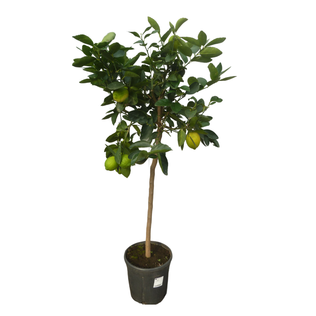 Citronnier vert | Lime de Tahiti - Pot de 9 litres, hauteur 80/100 cm