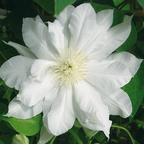 Clématite - Clematis Duchesse d'Edimbourg Godet de 8/9 cm