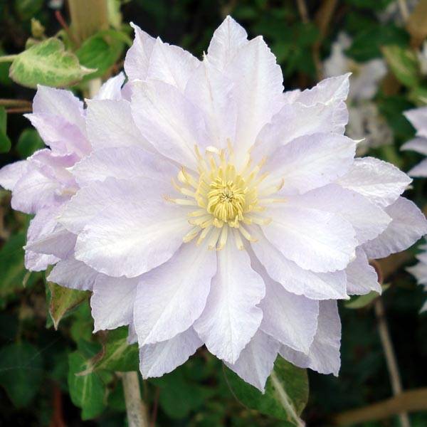 Clématite - Clematis Dancing King Pot de 2L/3L