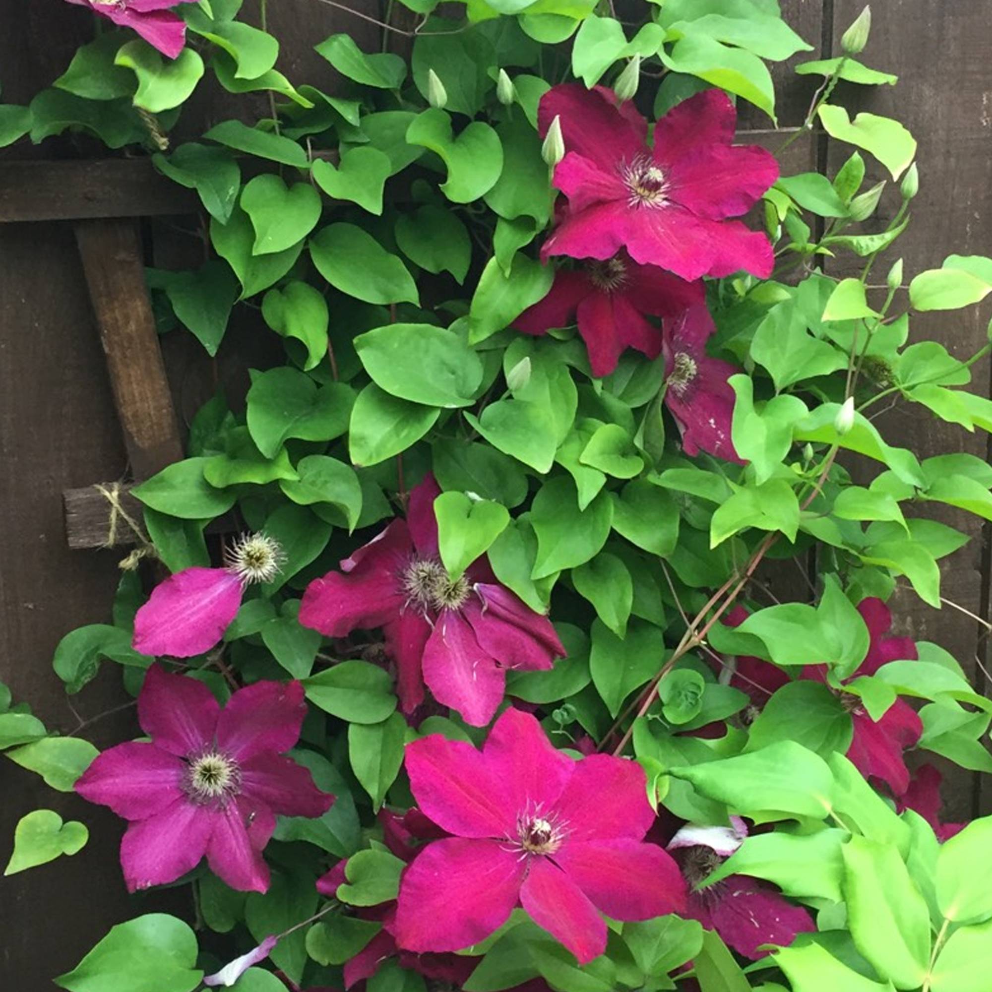 Clématite 'Westerplatte' plante vivace grimpante à feuilles caduques en pot de 9 cm - GardenersDream