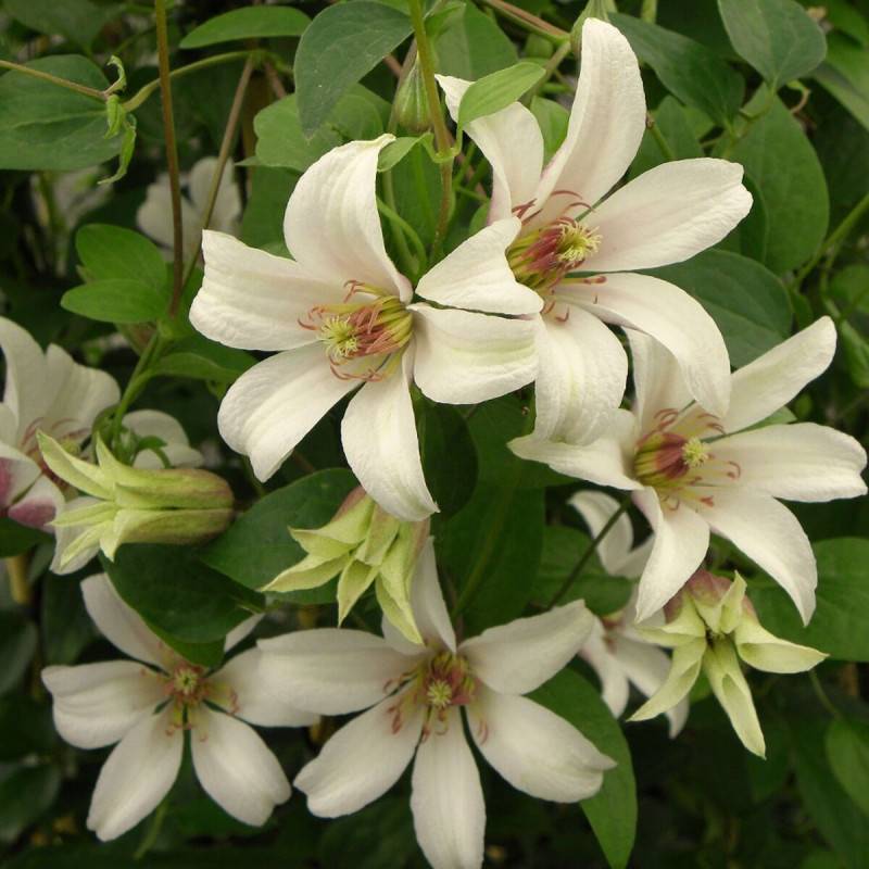 Clématite texensis Princesse Kate® 'Zoprika' à fleurs Rose - feuillage Caduc - Pot de 2L - Tuteur bambou 60/90 cm- hauteur à maturité De 1,00 m à 1,5