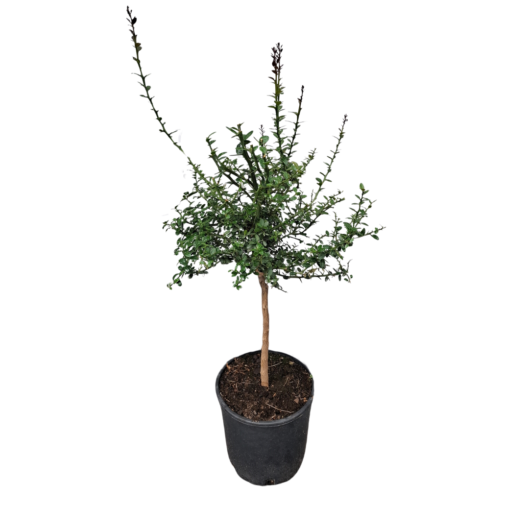 Citronnier caviar rose - Pot rond de 5 litres, hauteur 60/80 cm