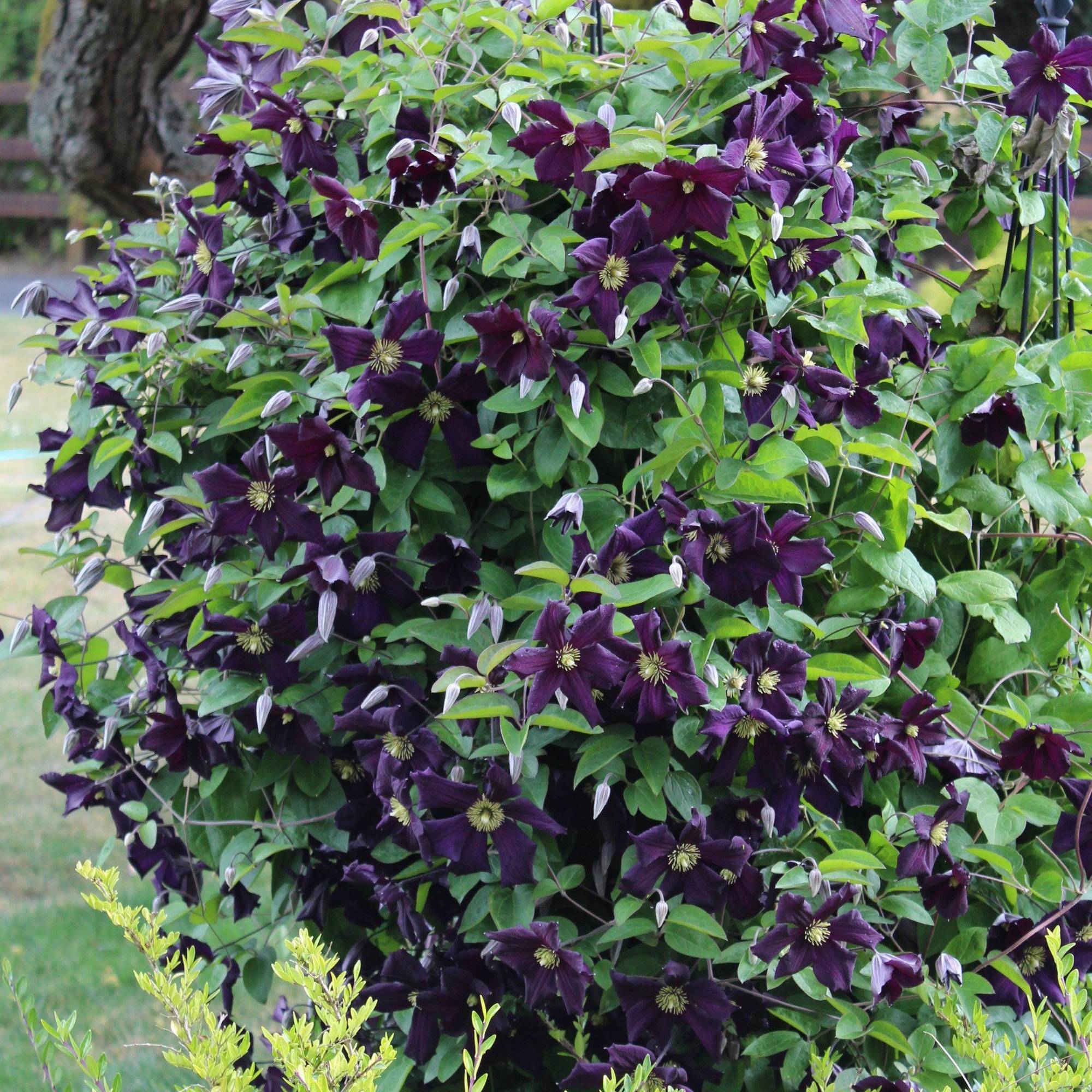 Clématite 'Romantika' plante vivace grimpante à feuilles caduques en pot de 9 cm - GardenersDream