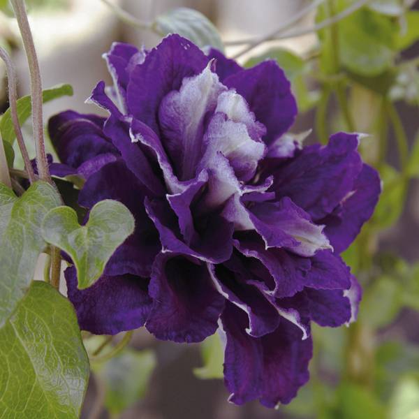 Clématite - Clematis Shin-Shigyoku Pot de 2L/3L