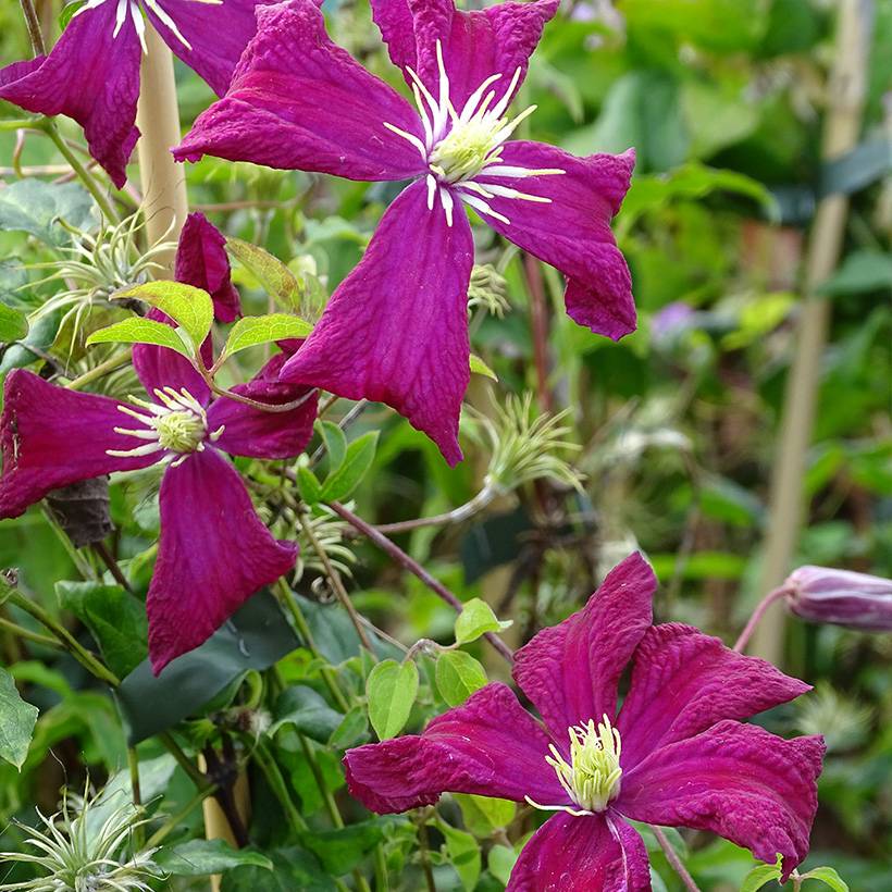 Clématite - Clematis viticella Mme Julia Correvon Pot de 2L/3L