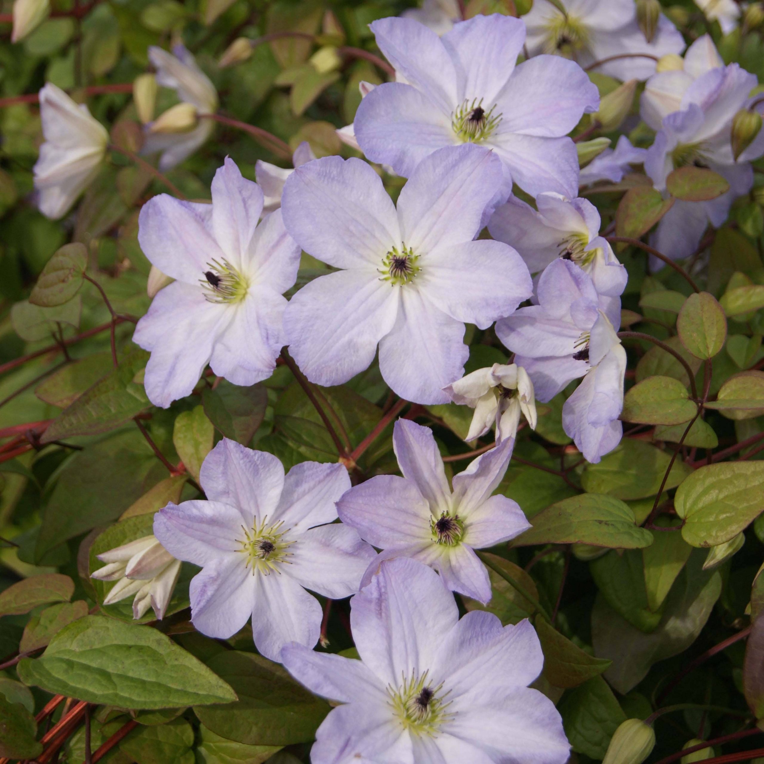 Clématite - Clematis viticella Sea Breeze Pot de 2L/3L