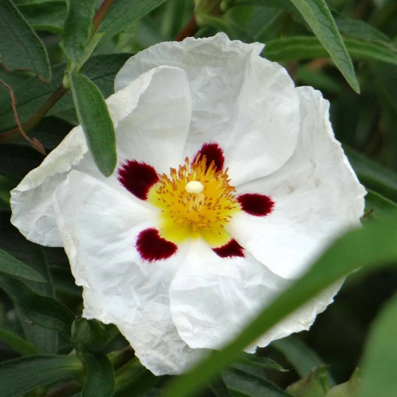 Cistus aguilarii Maculatus - Ciste hybride Godet de 8/9 cm