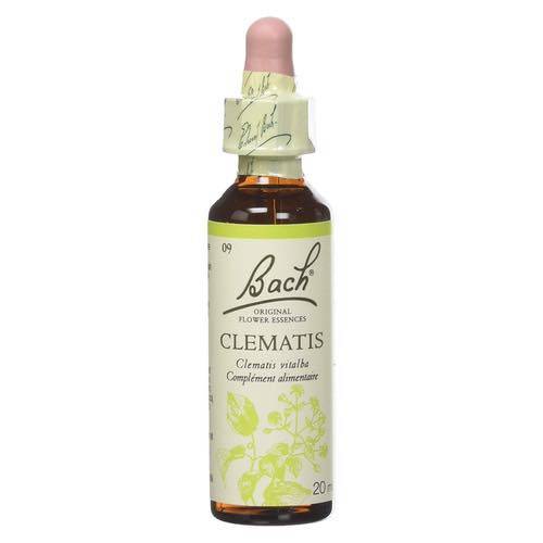 Clematis – Fleurs de Bach® n°9 Fleur de Bach