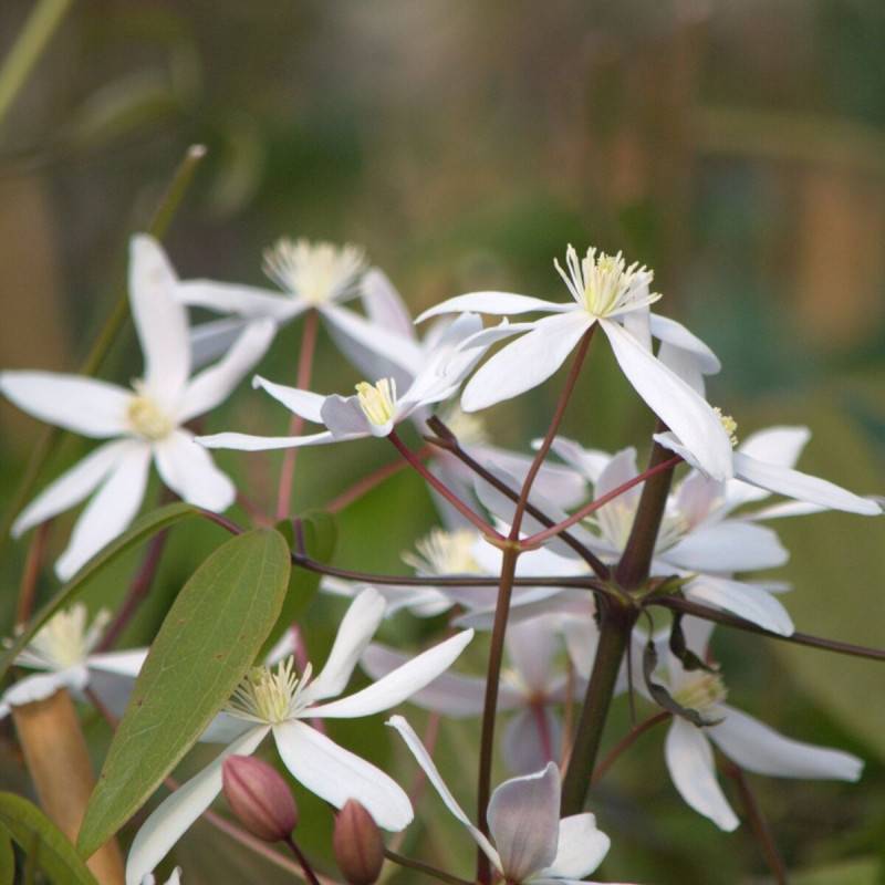 Clématite armandii Little White Charm à fleurs Blanche - feuillage Persistant - Pot de 3L - Echelle bambou 60/120 cm- hauteur à maturité De 5,00 m à