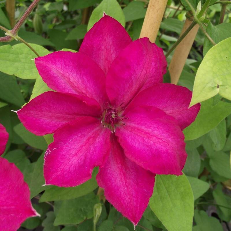 Clématite Tekla™ 'Evipo069' à fleurs Rouge - feuillage Caduc - Pot de 1,5L - Tuteur bambou 30/60 cm- hauteur à maturité De 1,00 m à 1,50 m