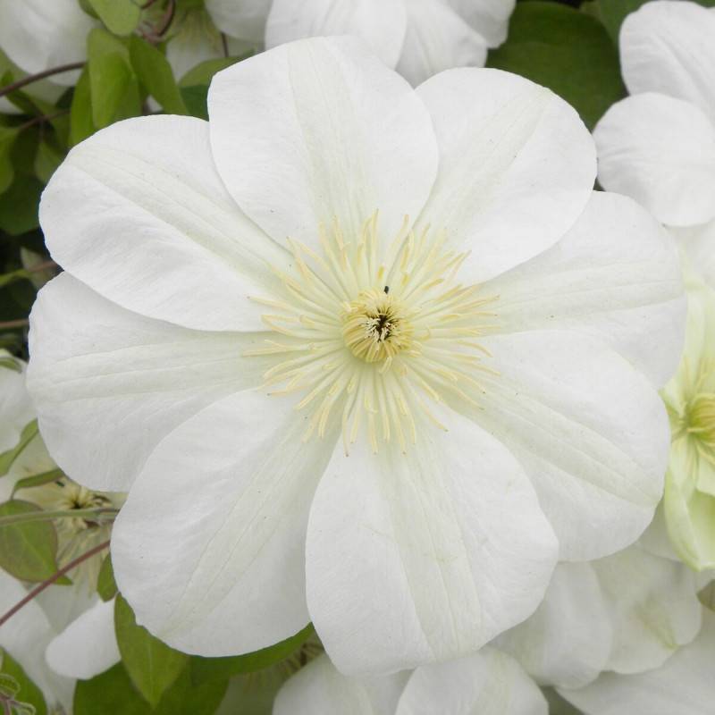 Clématite Guernsey Cream à fleurs Blanche - feuillage Caduc - Godet - 5/20 cm- hauteur à maturité De 2,00 m à 2,50 m
