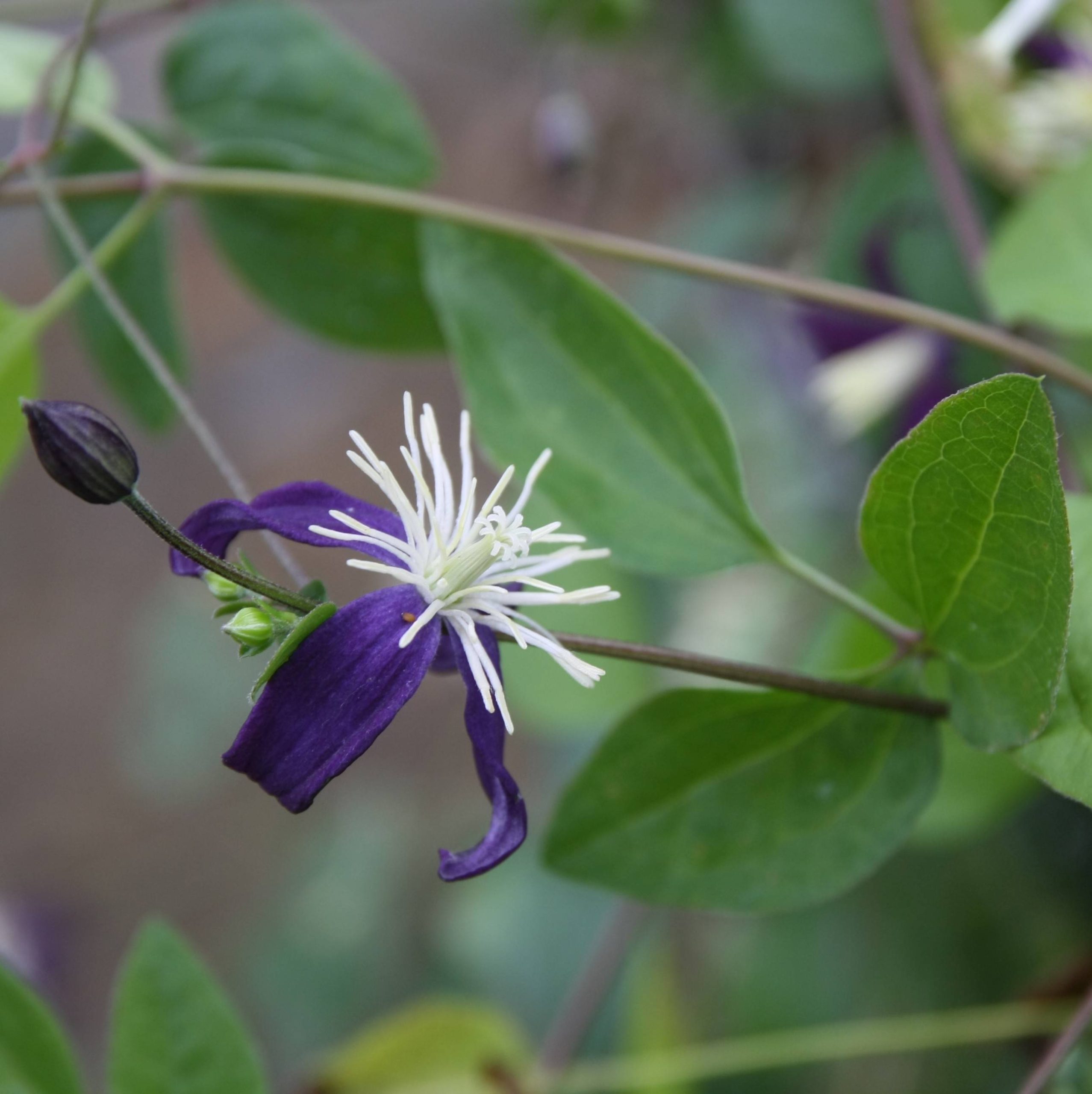Clématite - Clematis flammula Aromatica Pot de 2L/3L