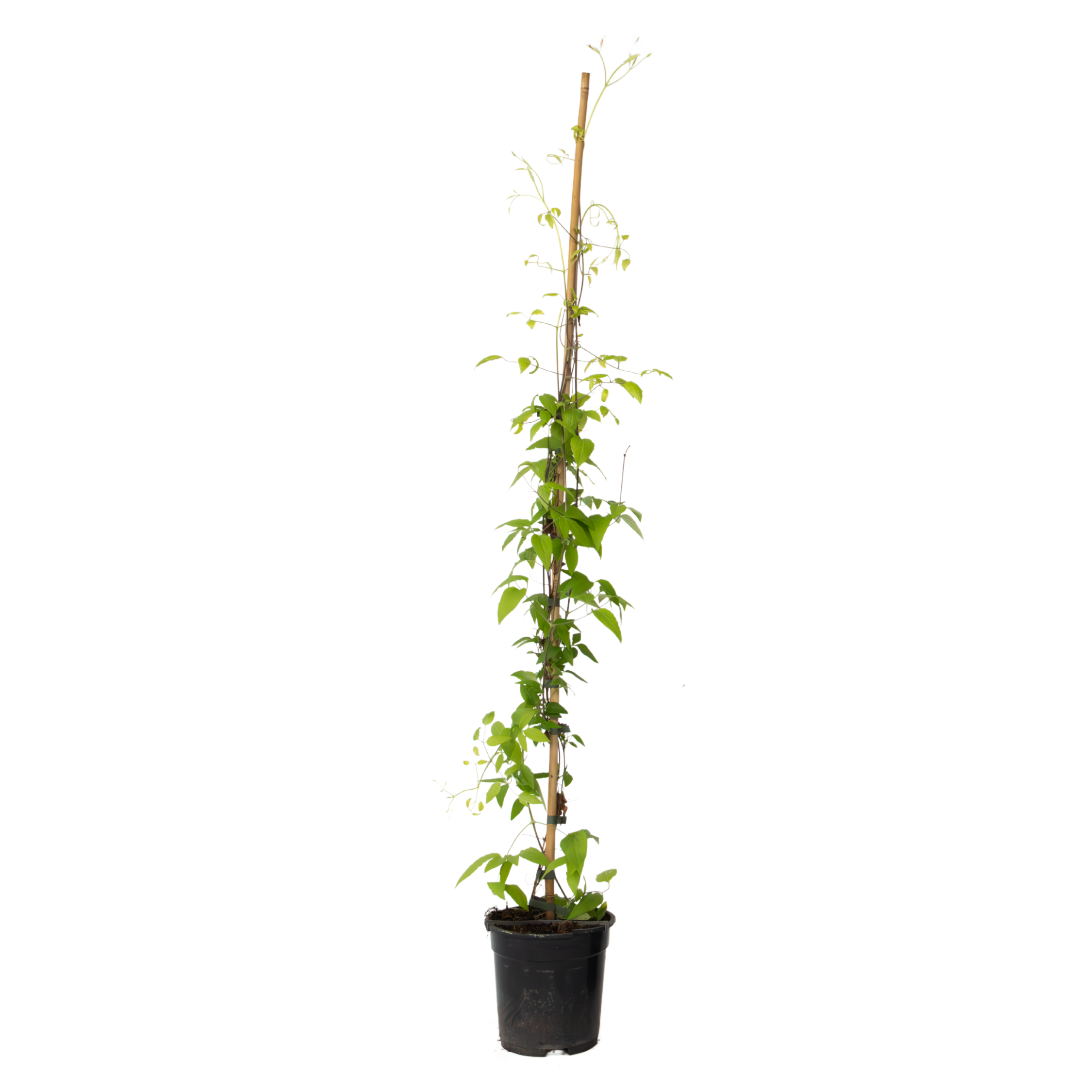 Clématite - Clematis 'The President' - Hauteur 100-120cm - ⌀17cm