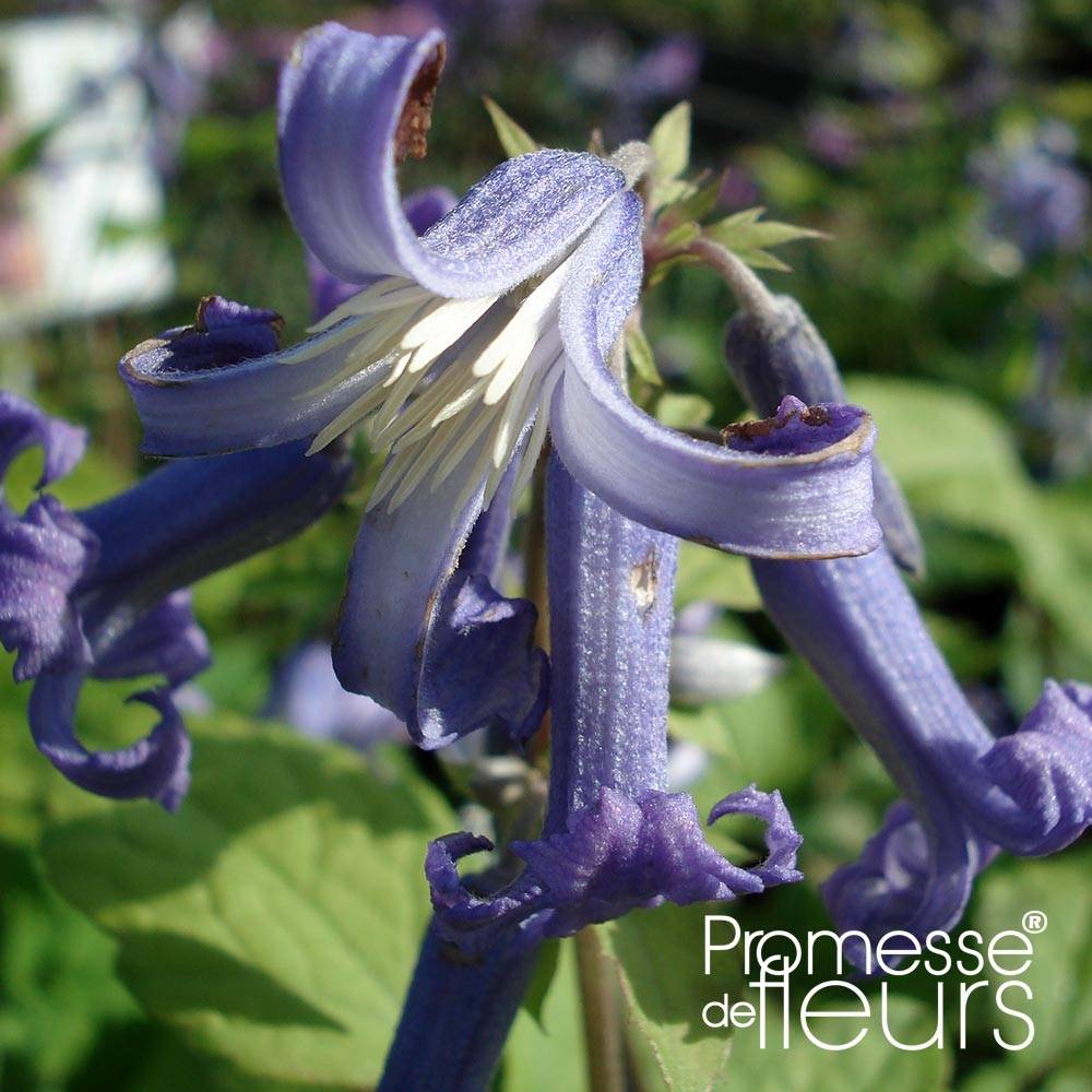 Clematis heracleifolia Côte d'Azur 2/3L Pot de 2L/3L