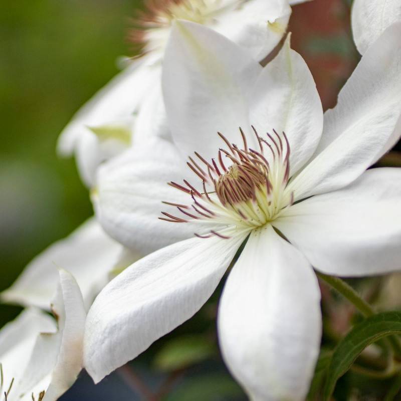 Clématite Roko Kolla à fleurs Blanche - feuillage Caduc - Pot de 1,5L - Tuteur bambou 30/60 cm- hauteur à maturité De 3,00 m à 5,00 m
