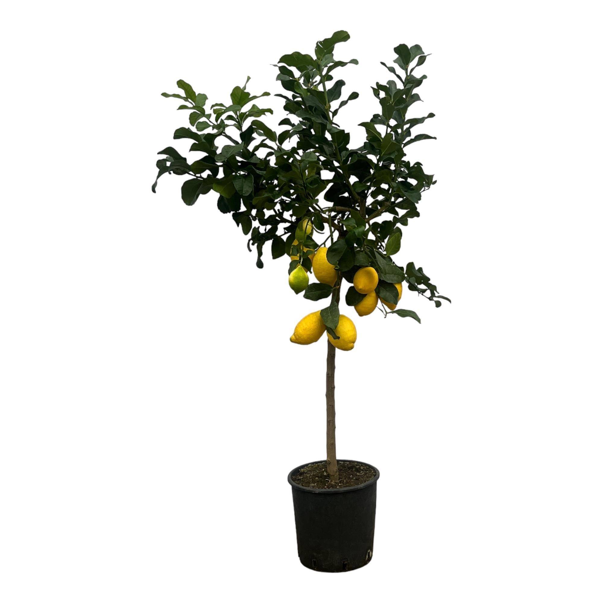 Citronnier 150cm - Plante d'intérieur- La Green Touch