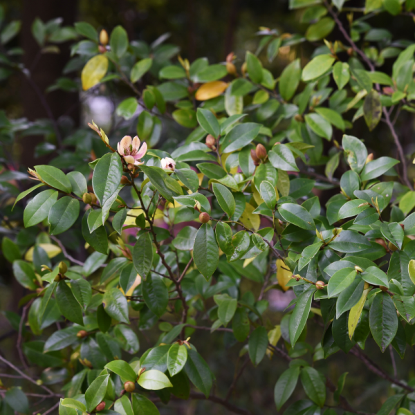 Chèvrefeuille à Feuilles De Buis Maigrün – Lonicera nitida Maigrün 50cm en pot – Fleur Chèvrefeuille à Feuilles De Buis Maigrün – Lonicera nitida Maigrün 50cm en pot – Fleur