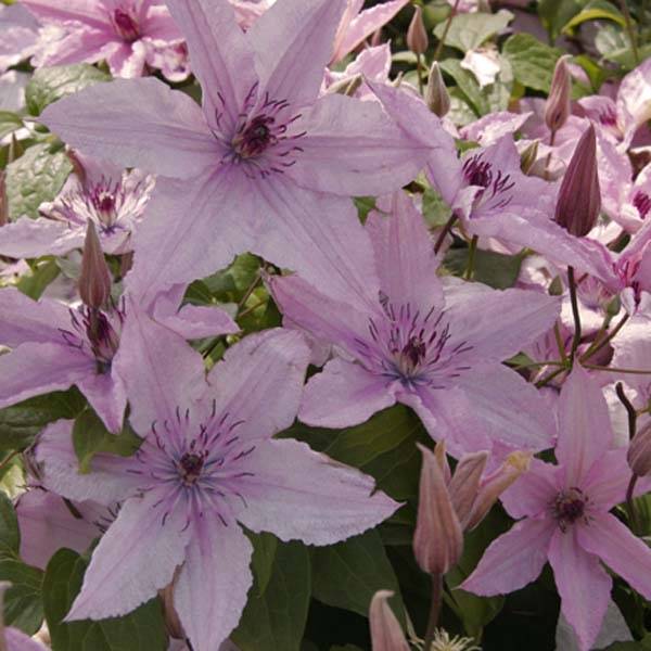 Clématite - Clematis Hagley hybride Godet de 8/9 cm