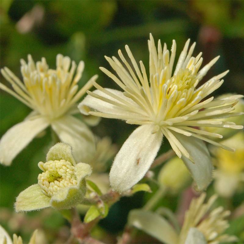 Clématite - Clematis vitalba Pot de 2L/3L