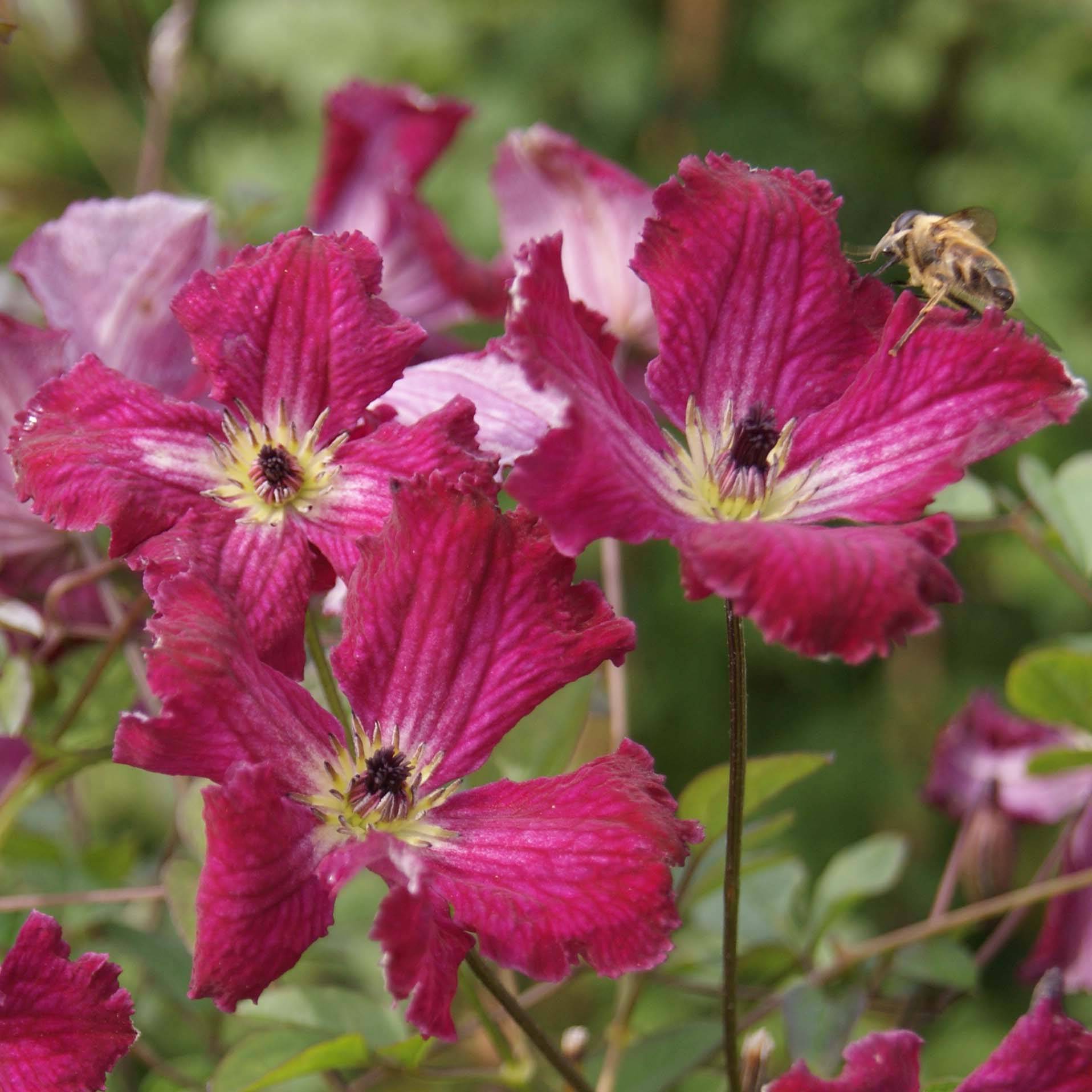 Clématite - Clematis viticella Rubra (Kermesina) Pot de 2L/3L