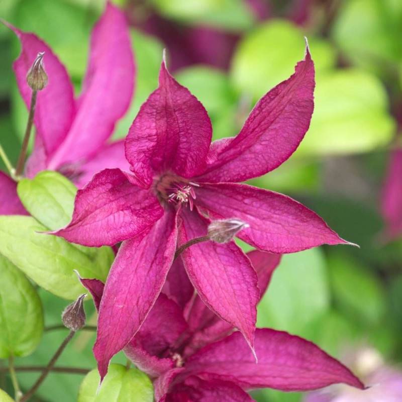Clématite Saphyra® Nancy 'Cleminov15' à fleurs Rose - feuillage Caduc - Pot de 3L - Echelle bambou 60/120 cm- hauteur à maturité De 1,00 m à 1,50 m