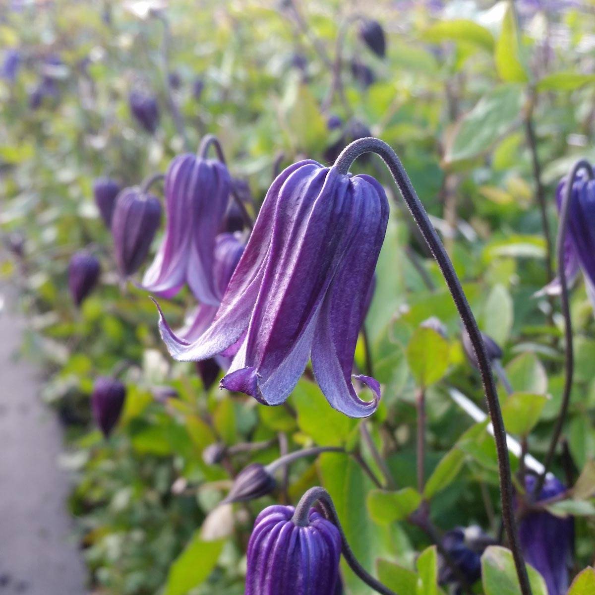 Clématite - Clematis diversifolia Rooguchi Pot de 2L/3L