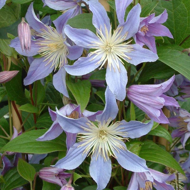 Clématite integrifolia Blue River® 'Zoblueriver' à fleurs Bleue - feuillage Caduc - Godet - 5/20 cm- hauteur à maturité De 1,50 m à 2,00 m