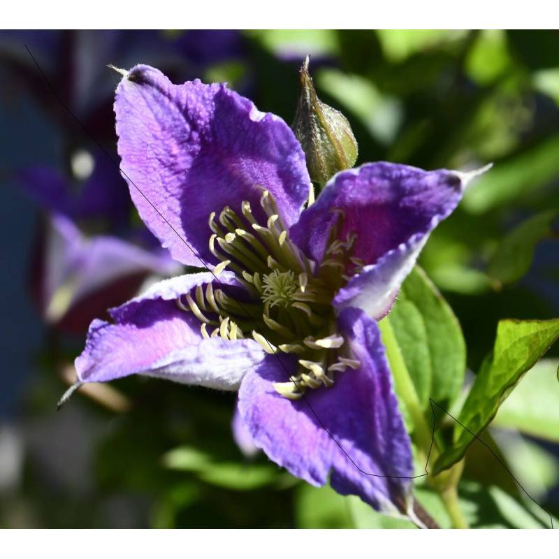 Clématite texensis Prince William® 'Zo08171' à fleurs Violette - feuillage Caduc - Pot de 2L - Tuteur bambou 60/90 cm- hauteur à maturité De 1,50 m à