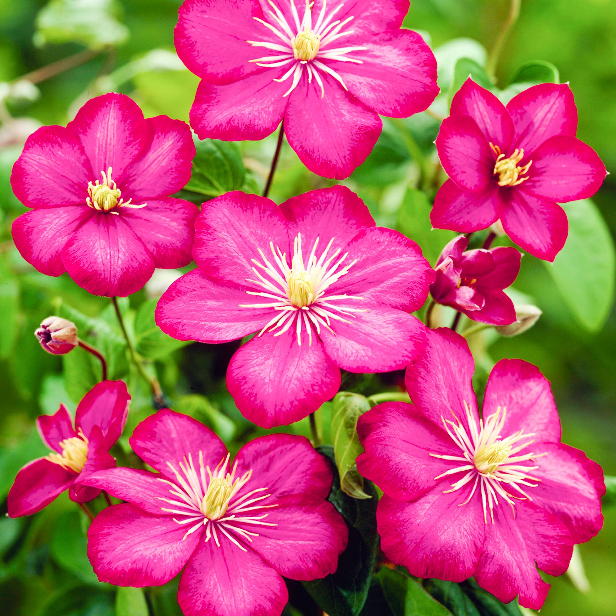 Clématite 'Ville de Lyon' arbuste florifère grimpant à feuilles caduques en pot - GardenersDream