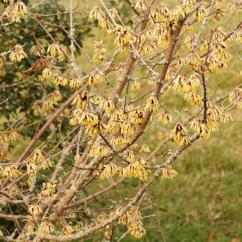 Chimonanthus praecox Grandiflorus Pot de 4L/5L, Buisson, Touffe