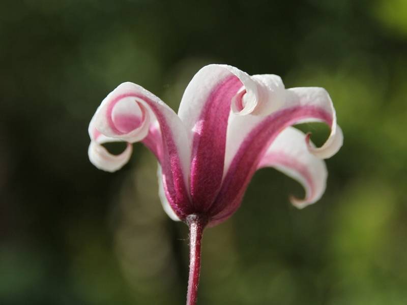 Clématite - Clematis texensis Princess Kate Pot de 2L/3L