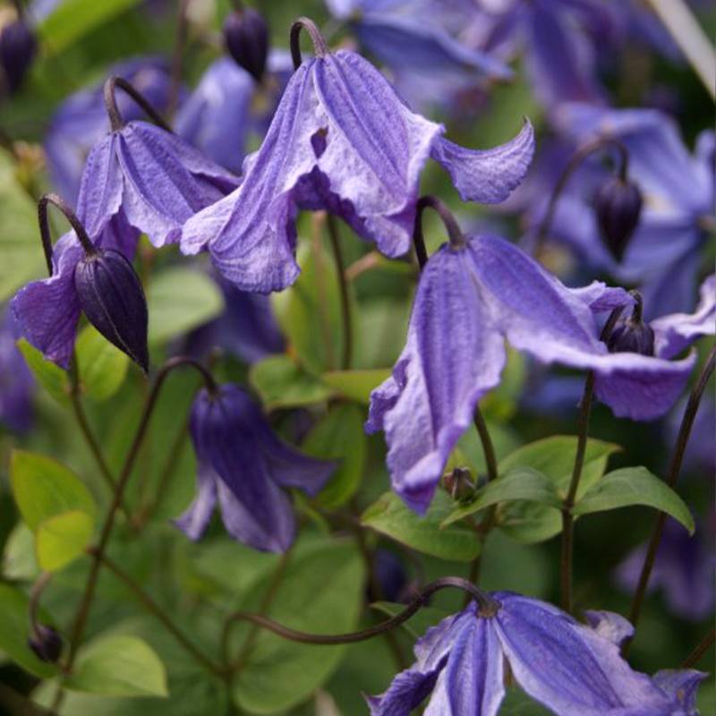 Clématite - Clematis Eriostemon Pot de 2L/3L