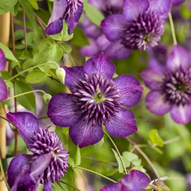 Clématite florida Welcome Home® 'Zo24025' à fleurs Violette - feuillage Caduc - Pot de 2L - Tuteur bambou 60/90 cm- hauteur à maturité De 1,00 m à 1,