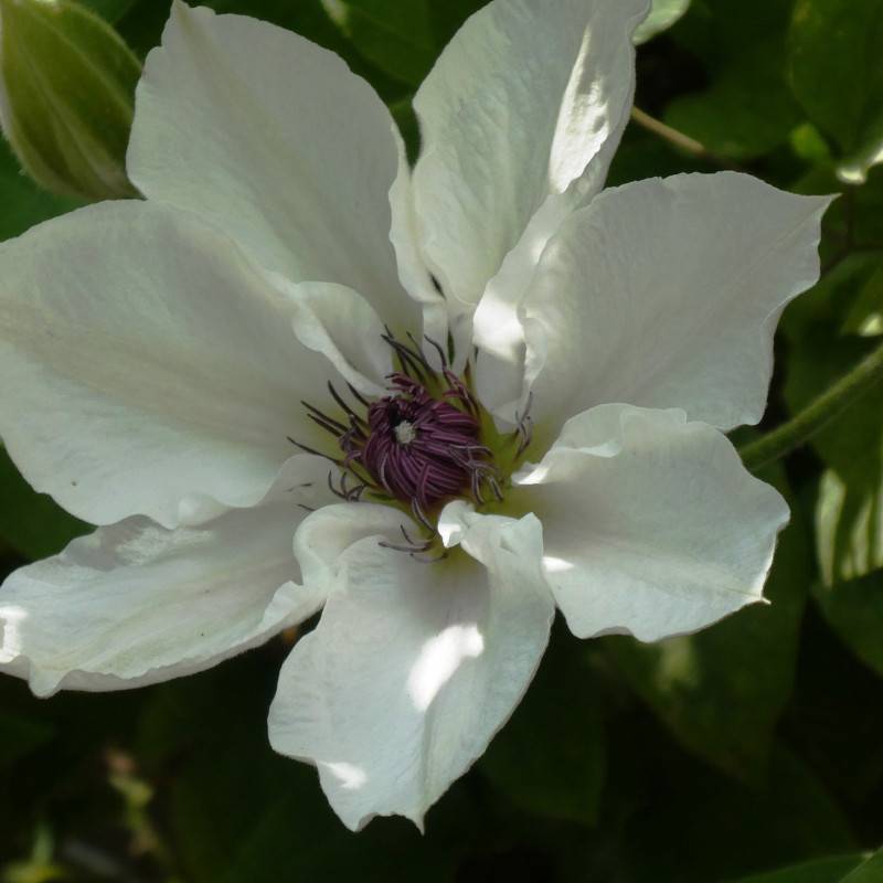 Clématite Matka Urszula Ledochowska à fleurs Blanche - feuillage Caduc - Pot de 3L - Echelle bambou 60/120 cm- hauteur à maturité De 1,50 m à 2,00 m