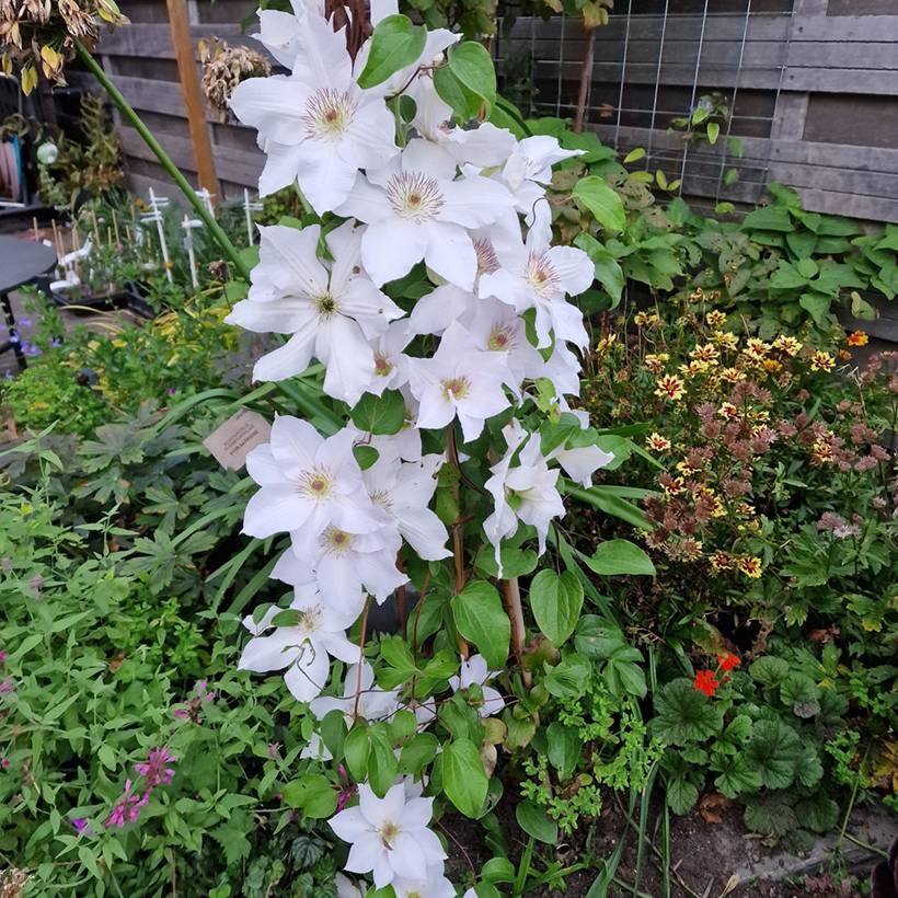Clématite - Clematis Guernsey Flute Godet de 8/9 cm